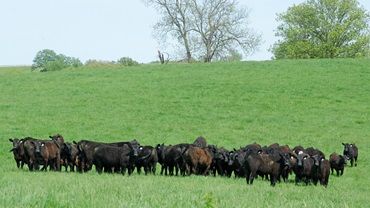 Weaned calves on pasture
