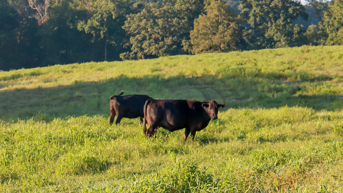 cattle on grass