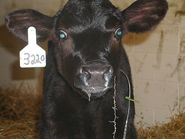 calf with Seromucoid discharge
