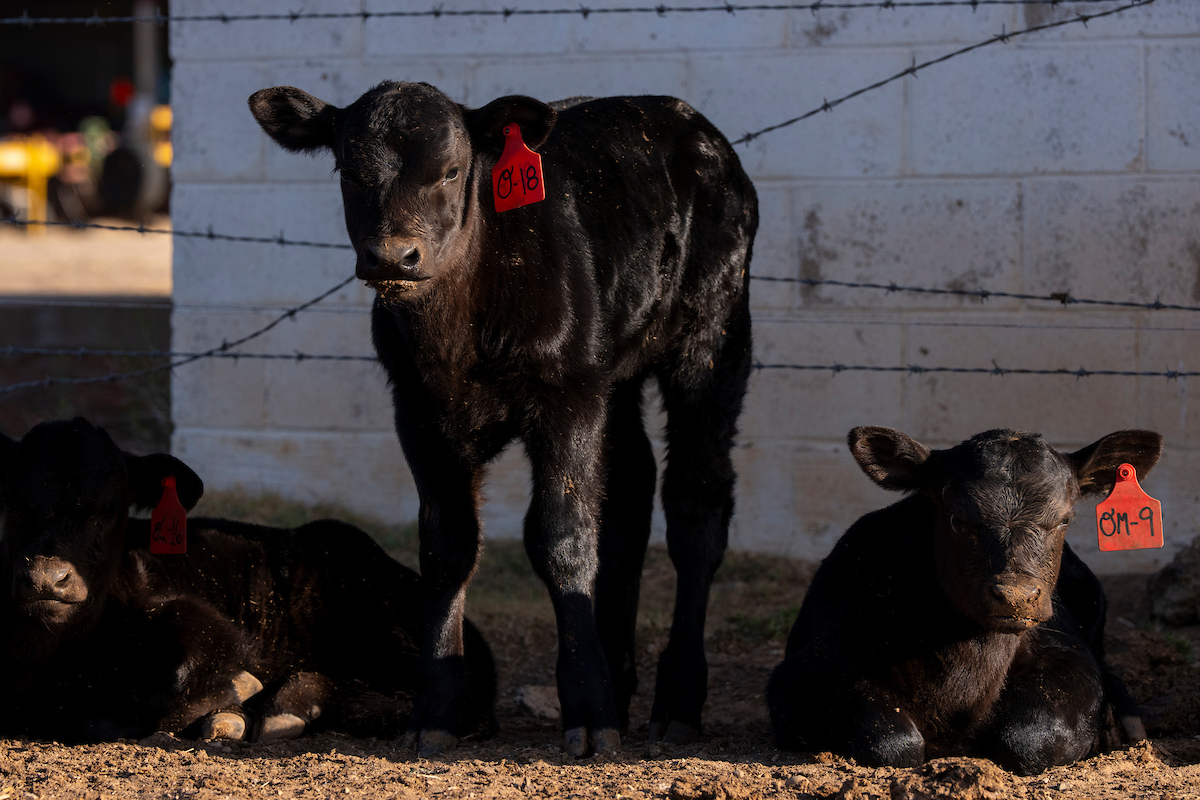 Angus calf