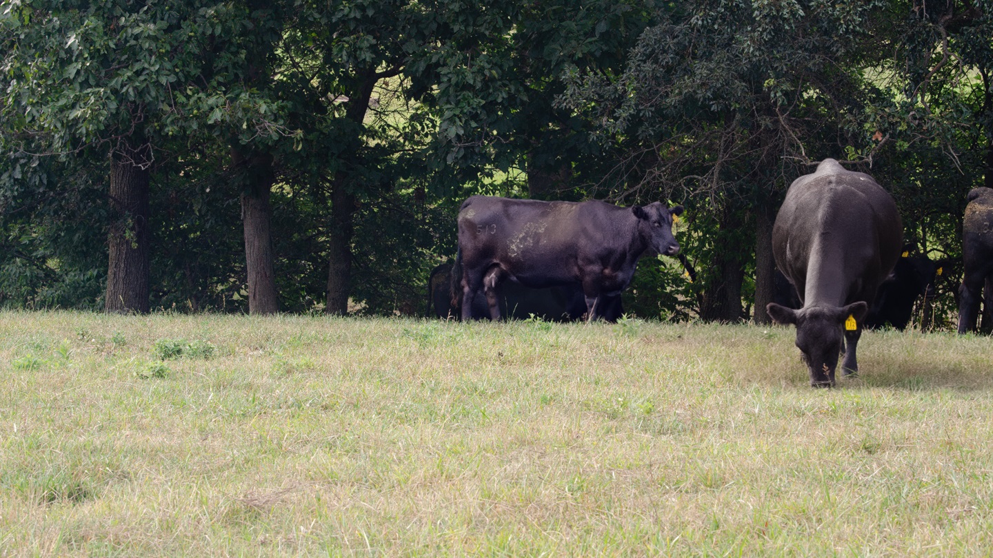 Cattle on drouthy pasture