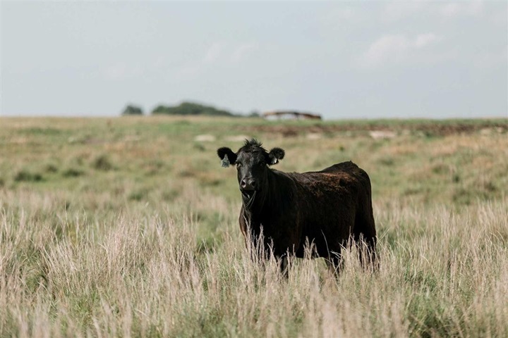 Angus cow standing alone in pasture facing forward.