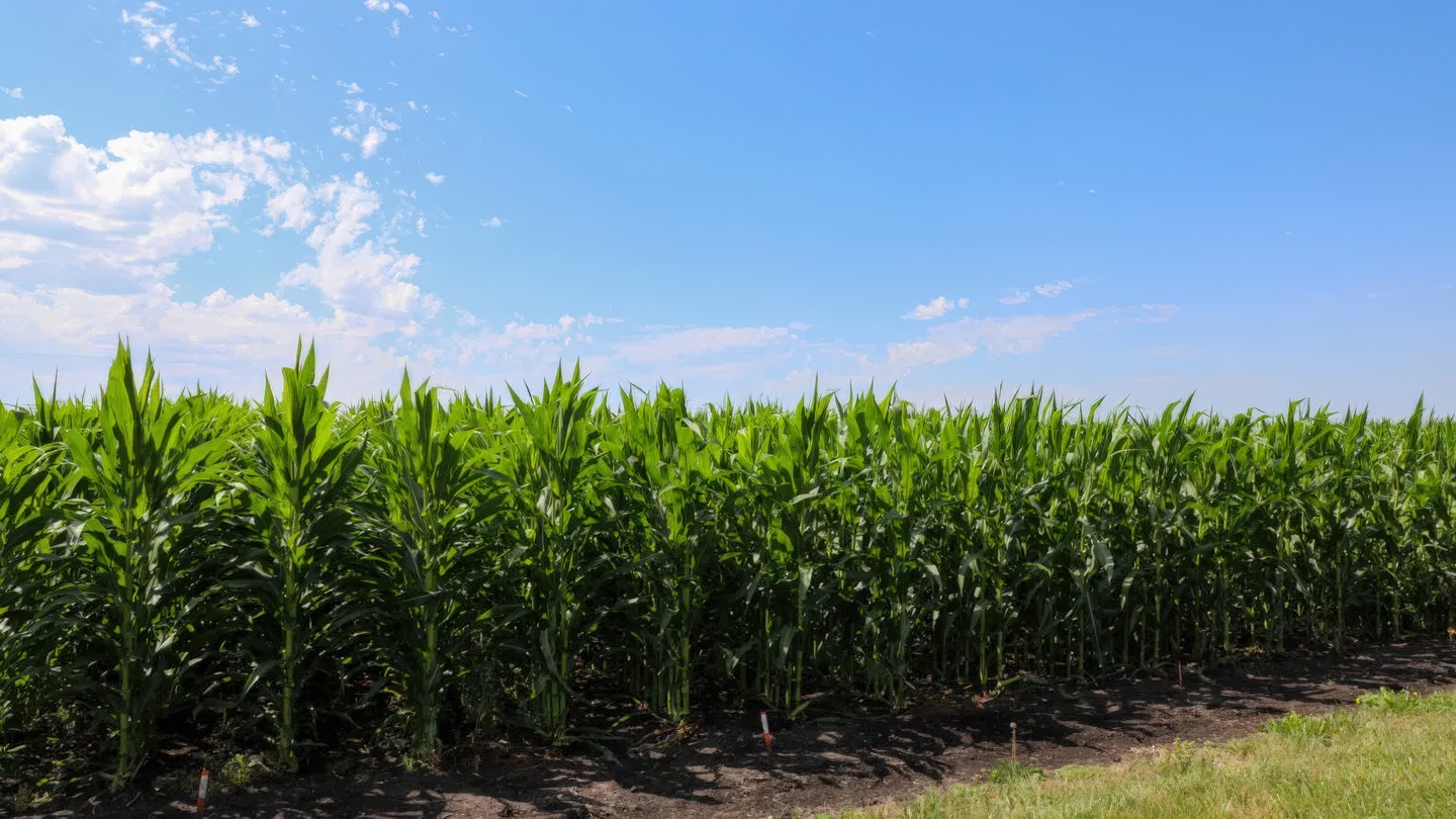 corn field