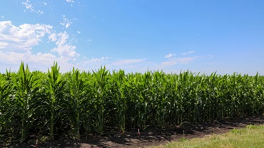 corn field