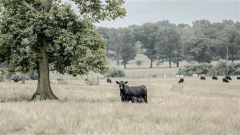 Twelve students gain immersive, hands-on experience at leading Angus operations across the nation 