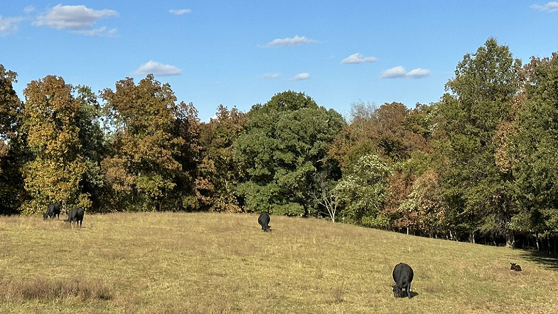 Cattle on pasture