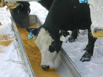 Dried distillers’ grains, or DDGs, have proven to be a viable alternative feed for many cattlemen. However, SDSU’s Erin DeHaan cautions that you should use caution in feeding DDGs if your water supply is high in sulfates.