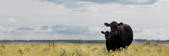 A black Angus cow and calf stand in a western states green pasture underneath the big sky.