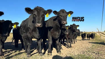ANGUS CATTLE