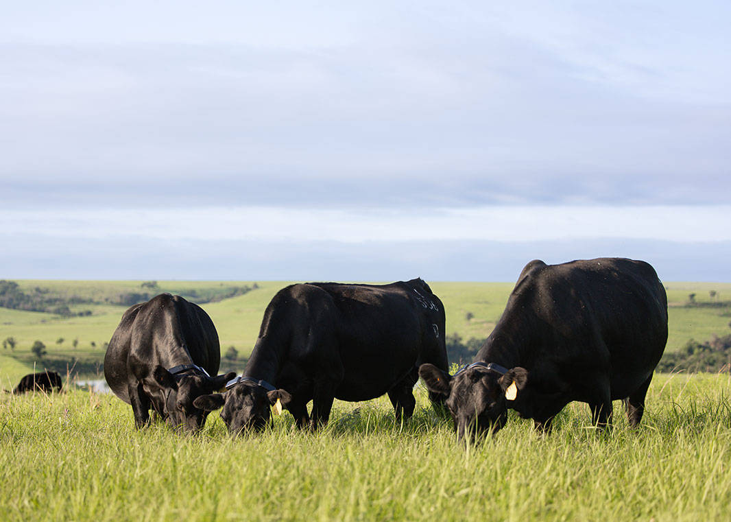 Dalebanks Angus cattle