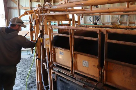 man handing cattle