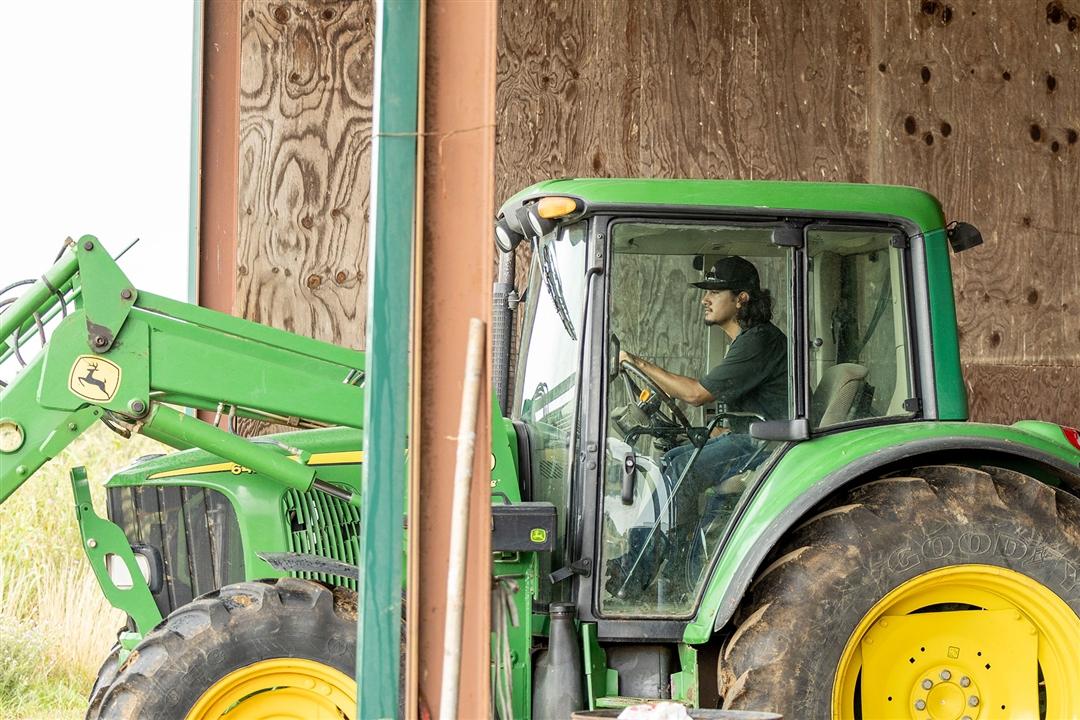 A student intern drives a tractor to put out hay for cattle on the farm he is working at for the summer.
