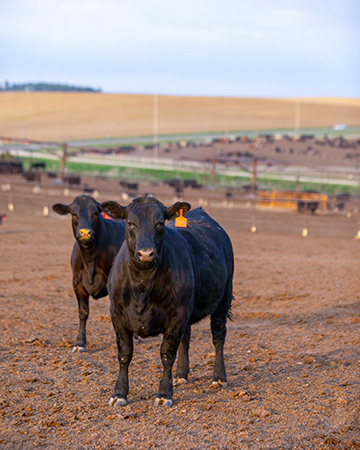 Beller Feedlot sources predominantly Angus feeder calves for their performance and feed efficiency, carcass merit and docility. 