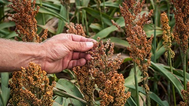 (Courtesy: Lance Cheung, U.S. Department of Agriculture)