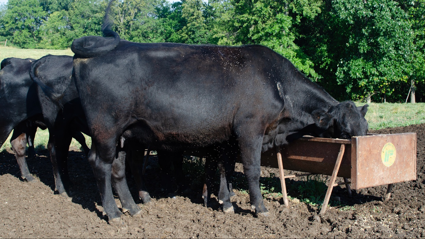 Cow with flies