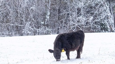 cow grazing in snow