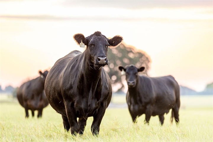 An Angus cow stands tall in a pasture at sunset.
