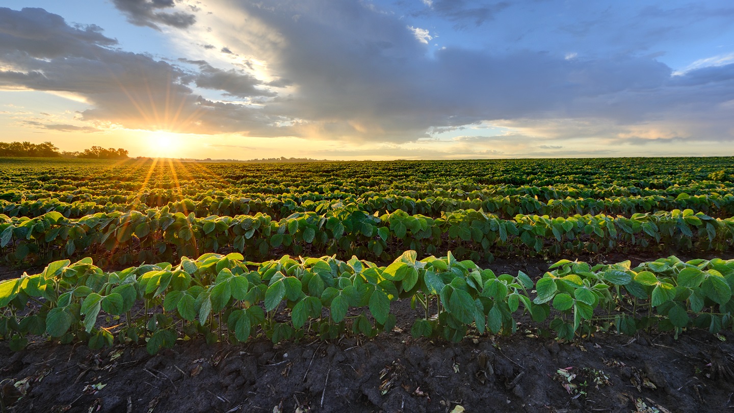 Soybean field at sunrise