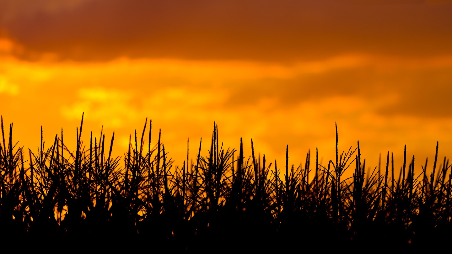 cornfield at sunset