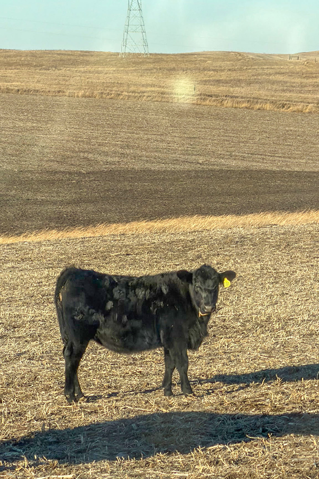 “Selection pressure is one of the most precious commodities we have in the cow-calf and seedstock business,” says Johnson. “We don’t want to squander it.”