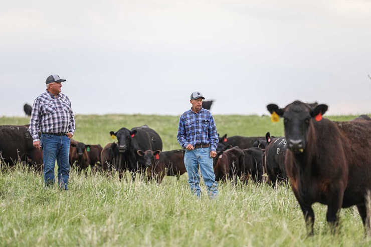 Two men stand in a field of Angus cattle