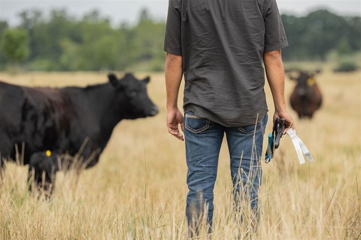 A young male rancher standing in a pasture with appropriate equipment to tag a new calf.