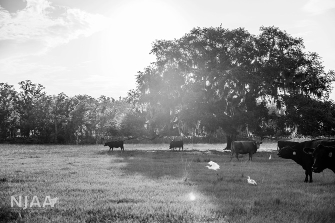 Cattle grazing in a pasture beneath large oak trees.