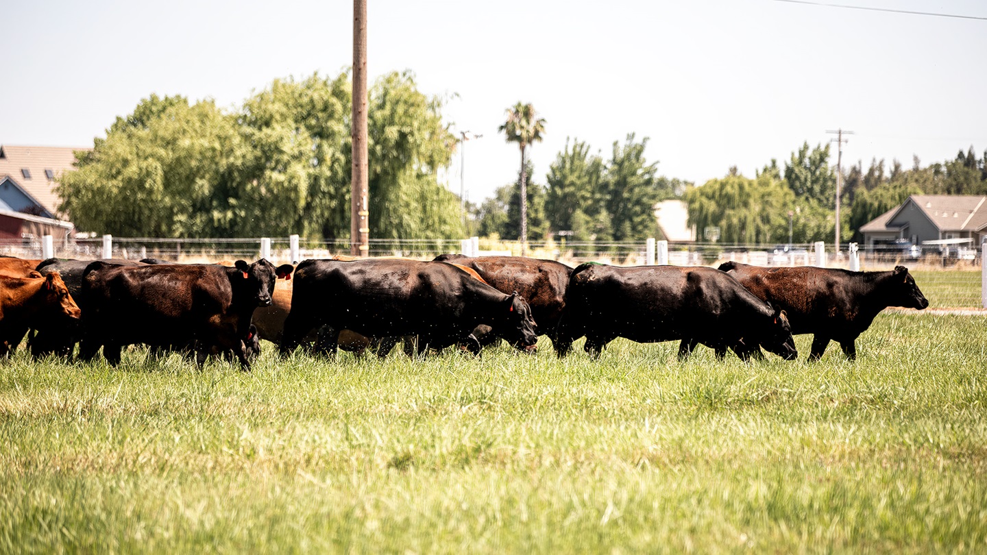 cattle moving out to pasture