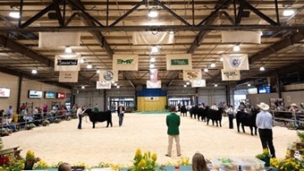 Ring shot of Atlantic National Junior Angus Show 2024.