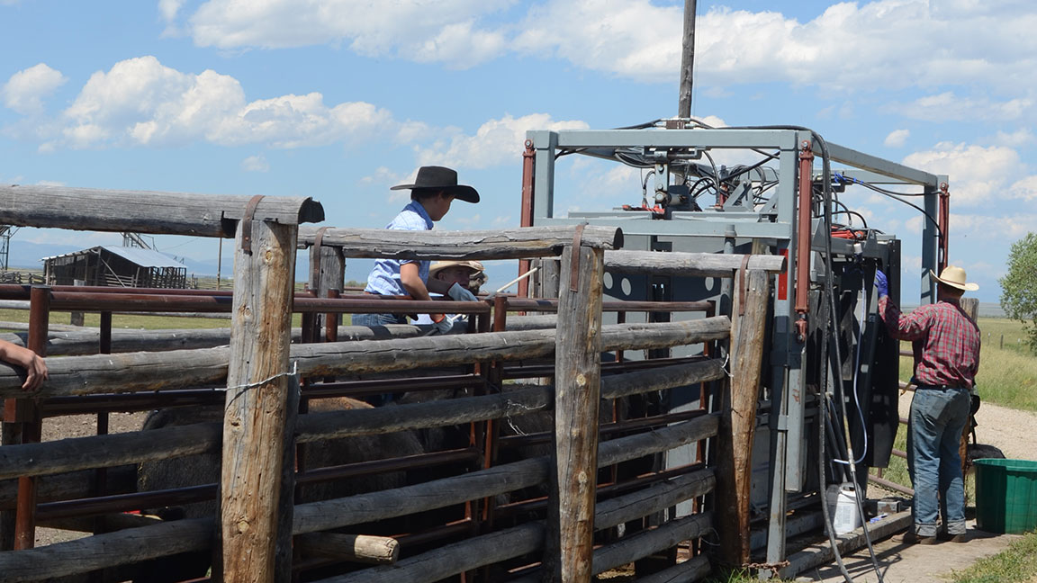 man handing cattle