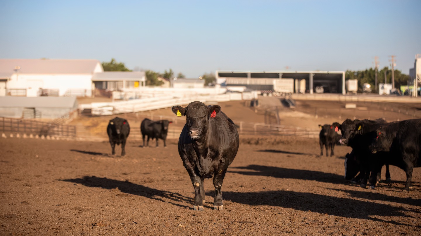 dry lot cattle