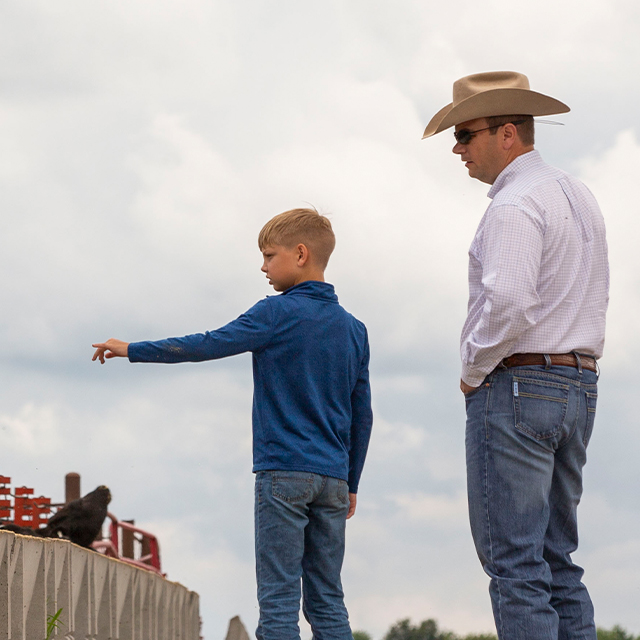 A young boy looking at cattle in the feedlot with his father.