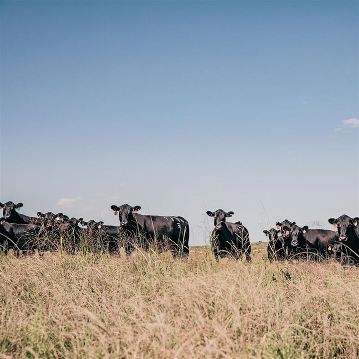 A large Angus cowherd standing on the horizon of a vast pasture.