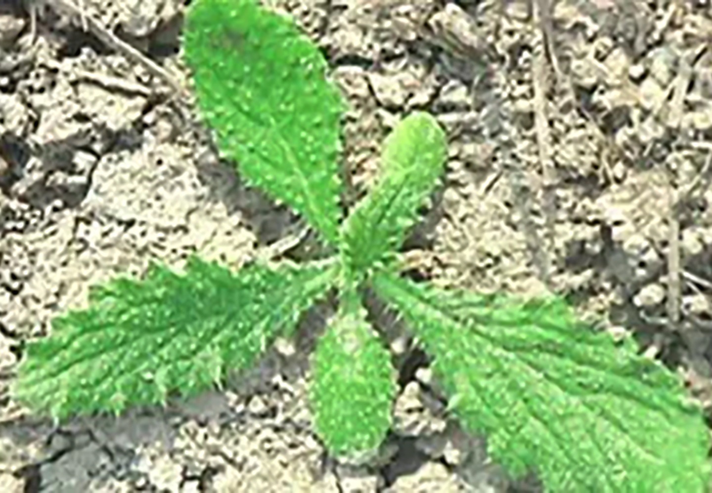 canada-thistle-glen-bupp
