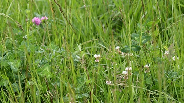 white-clover