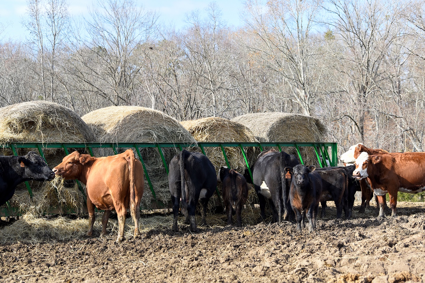 cattle feeding