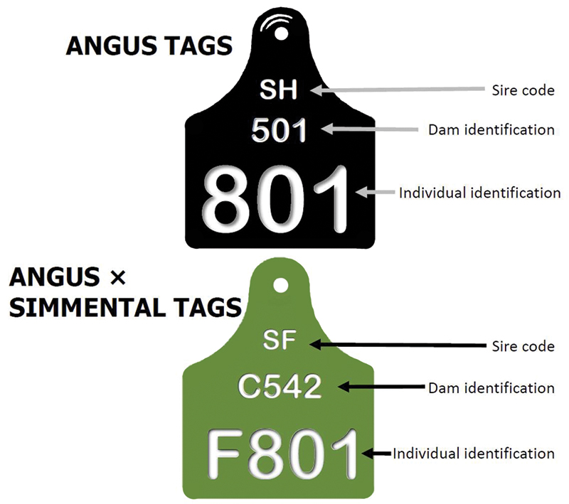 example tags