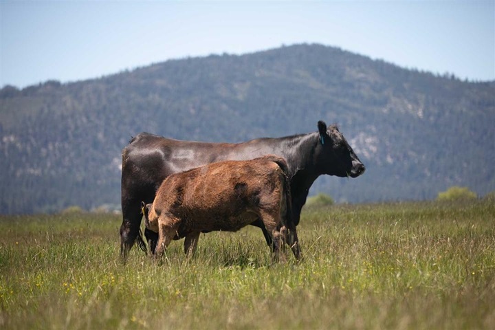 Calf nursing mom in a pasture.