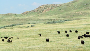 South Dakota pasture scene