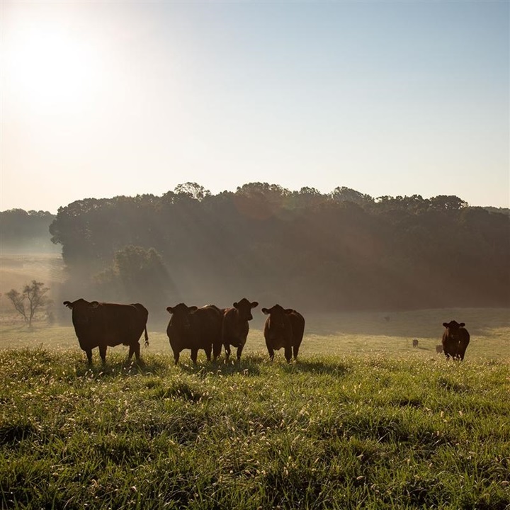 Group of Angus cows standing in a green pasture at dawn.