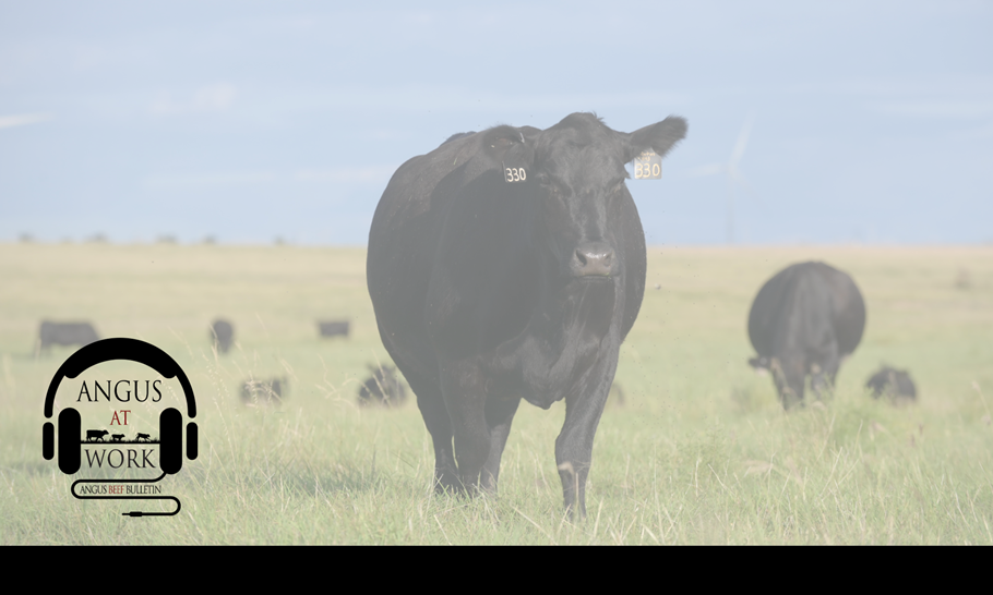Black cows on green grass.