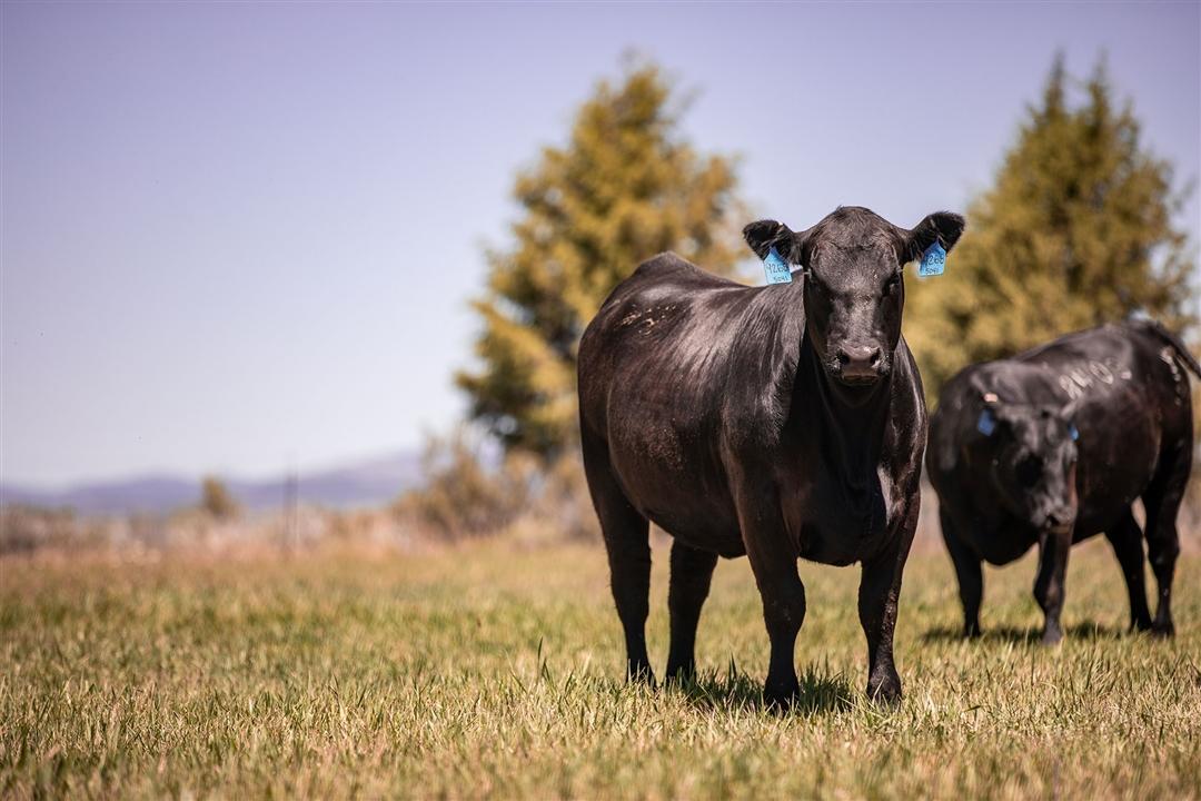 An Angus cow standing looking up will the rest of the herd grazes in a pasture.