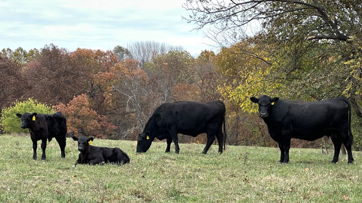 cow/calf pairs