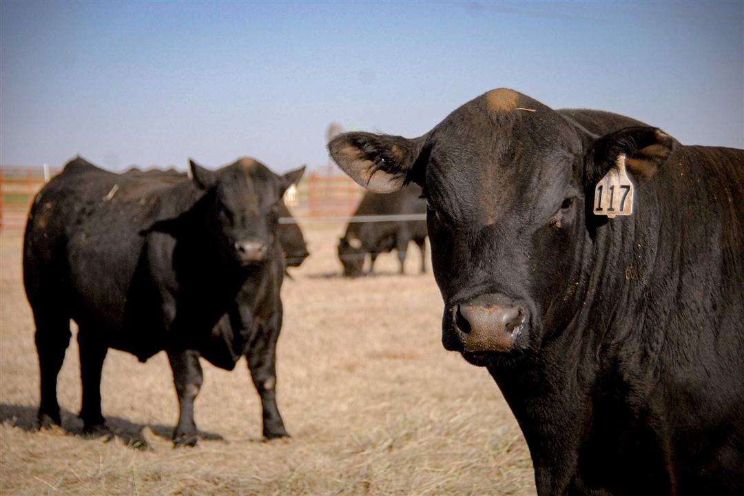 Two bulls in a lot looking at the camera.