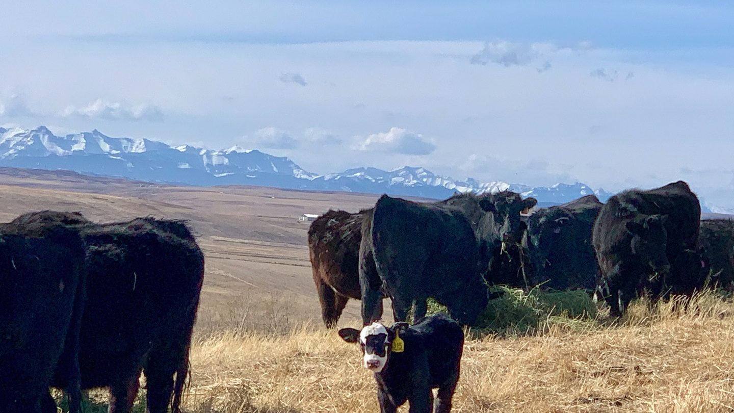 cattle eating hay with mountains in the backgroun
