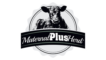 Maternal Plus herd logo