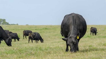 pregnant cow