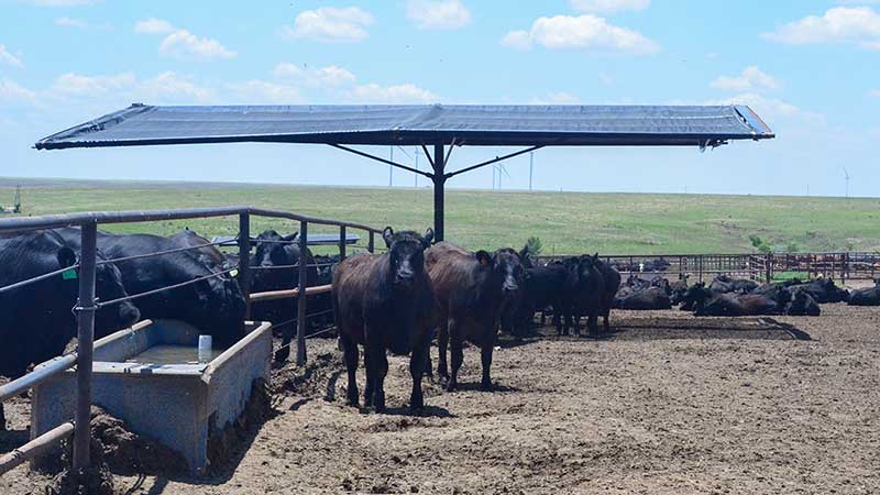 cattle under shade