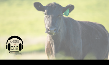 Black cow on green grass.