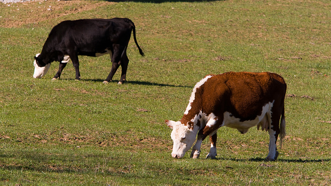 Ronald Trotta has been awarded a significant grant to study a $2 billion issue: fescue toxicosis. [Photo by Steve Patton.]